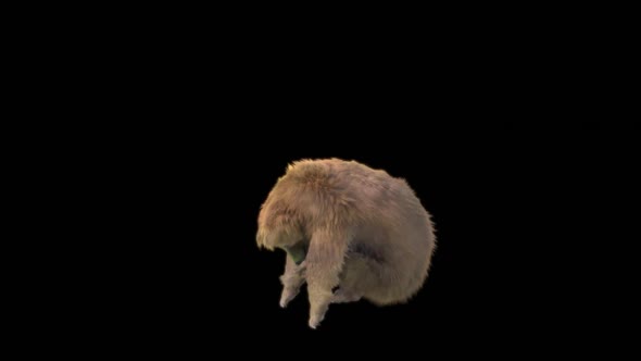 190 Bear Standing Magic Area Attack HD alt