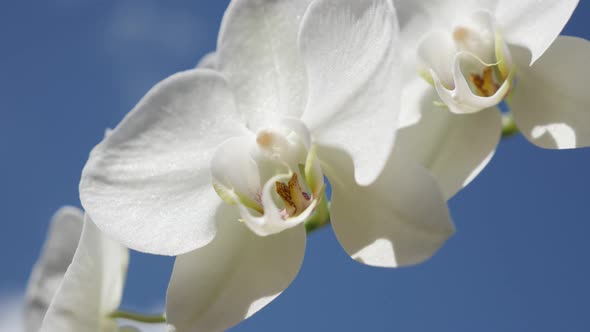 Blossoming Phalaenopsis amabilis   flower details  4K 2160p 30fps UltraHD footage - Close-up of whit alt