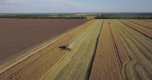 The Harvester Works On A Large Field Of Rapeseed