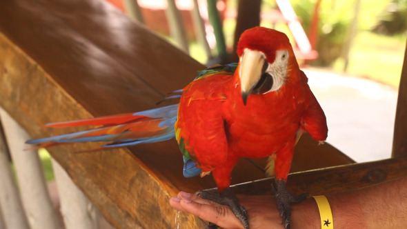 Red Parrot Sitting On A Man Arm