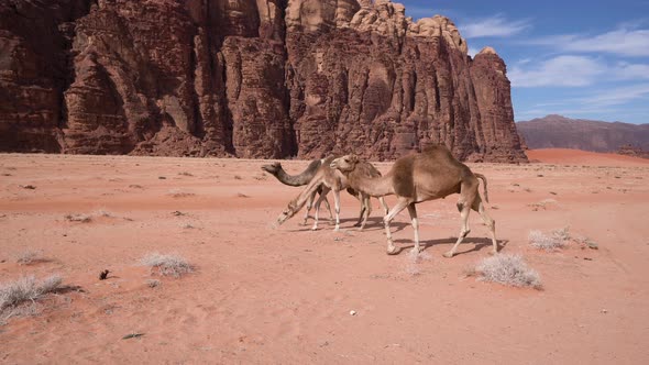 Camels Walking Down the Road in the Desert of Wadi Rum alt