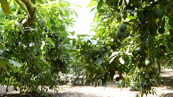 Avocados Tree in Field alt