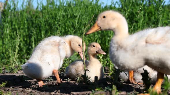 Small Ducklings on a Green Grass Background. Duckling Cleans Feathers in the Sun
