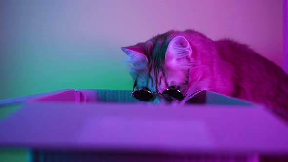 Cat Looks for Toys Putting Head and Paws Into Paper Box alt