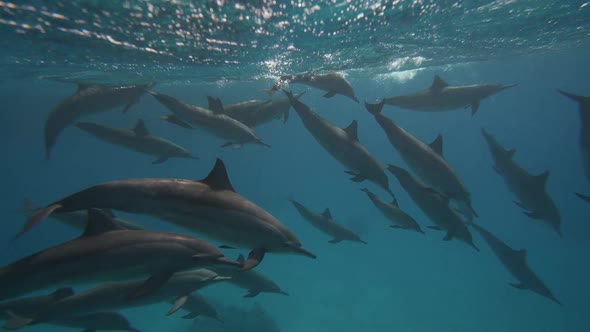 Two Dolphins Playing in Blue Water Red Sea alt