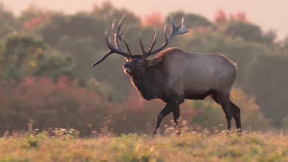 Bull Elk Fighting Video Clip in 4k
