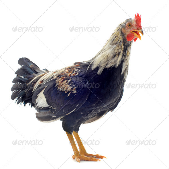 little rooster - Stock Photo - Images