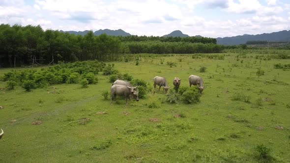 Buffaloes Eat Fresh Grass and Leaves on Pasture Aerial View alt