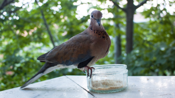 Dove Eating At Balcony