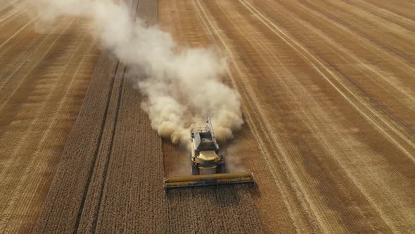Harvester Harvests Wheat Crop On Field alt