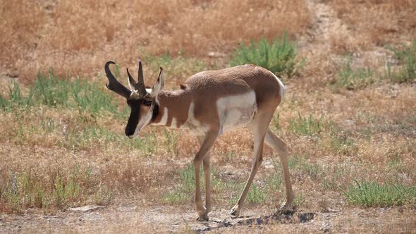 Pronghorn Antelope walking through the Utah desert alt