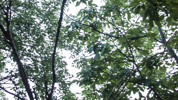 Looking Up The Trees