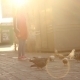 Small Girl Watch The Pigeons - VideoHive Item for Sale