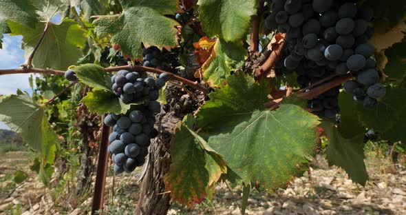 vineyards, Pic saint Loup, Claret, Occitanie, France alt