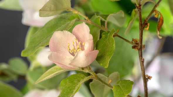 Quince Blossom Timelapse on Black alt