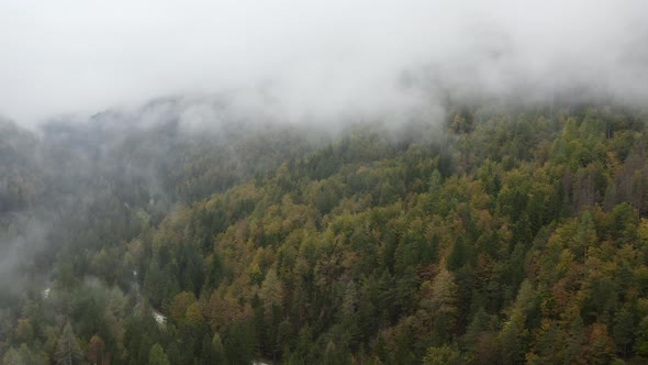 Flying above foggy pine forest treetops