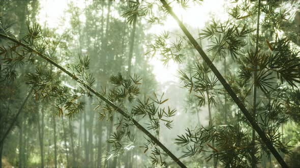 Green Bamboo Forest in Fog alt