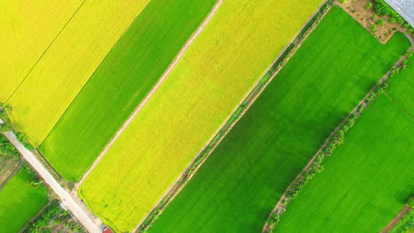 Drone flying over the beautiful green and yellow rice field scenery alt