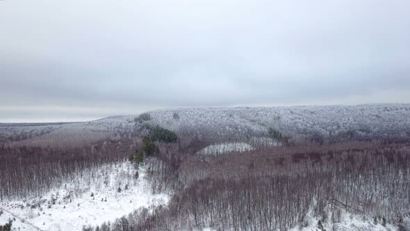 Winter Forest