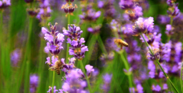 Bees on Lavender 4