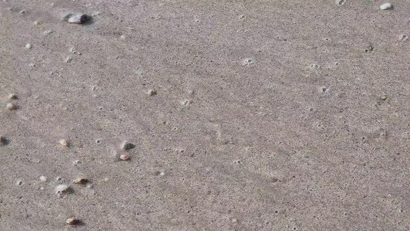 Clams On The Beach Bury In The Sand