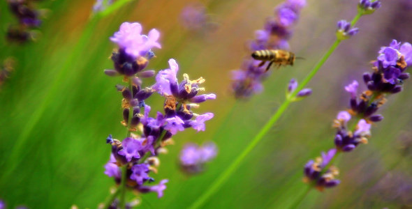 Bees on Lavender 5