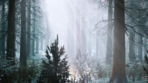 Impressive View of Fog and Sunlight After Frost on the Pine Forest alt