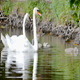 Family of Swans - VideoHive Item for Sale