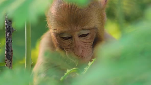 Rhesus Macaque Macaca Mulatta Is One of the Best-known Species of Old World Monkeys alt
