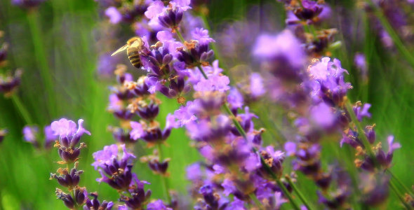 Bees on Lavender 6