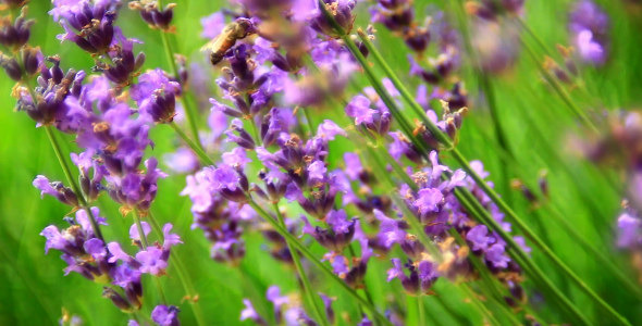 Bees on Lavender 7