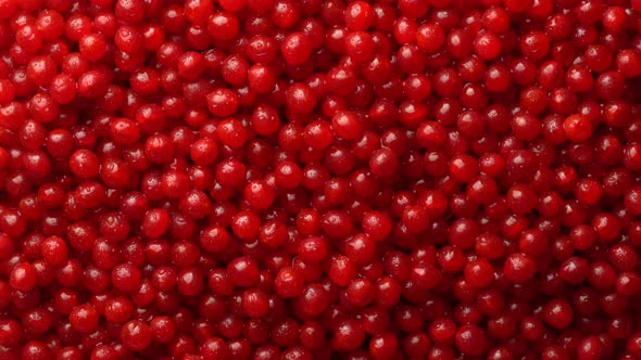 Harvest the red viburnum or guelder rose, texture red berries on background alt