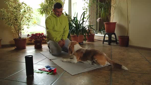 Male Training His Beagle Dog at Home