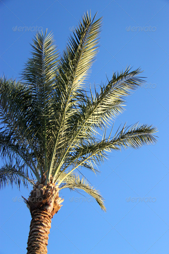 Palm tree - Stock Photo - Images