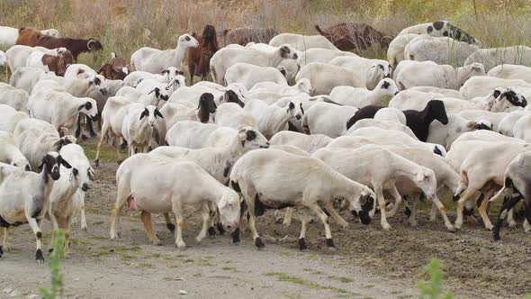 Goats Walk in Village Breeding of Domestic Animals alt