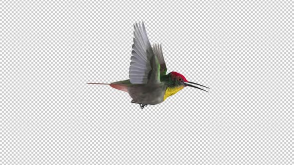 Hummingbird - Ruby Topaz - Flying Loop - Side View Closeup - Alpha Channel