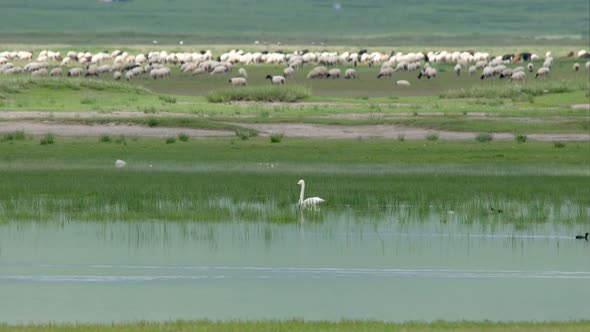 A Lonely Swan on Lake Surrounded by Herds of Animals alt