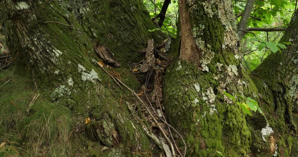 Chestnut tree. Bark covered with vegetal moss. The Cevennes National park, Lozere department, France alt