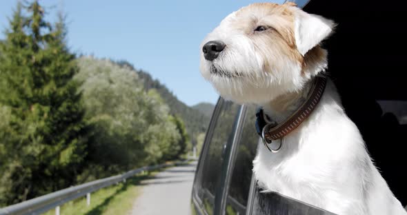 Jack Russell Terrier Looks Out the Open Window of the Car. Close Up Slow Motion V2 alt