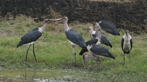 Marabou Stork, leptoptilos crumeniferus, Group Fishing at the Water Hole, Masai Mara Park in Kenya alt