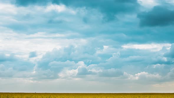 Storm Clouds Above Young Spring Green Wheat Field alt