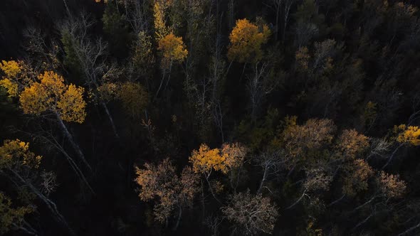 Drone low flight showing the autumnal colours of treetops in a forest of central Alberta during fall alt