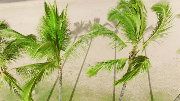Slow Motion Close Up of Bright Green Palm Tree Tops Waving at Beach Background alt