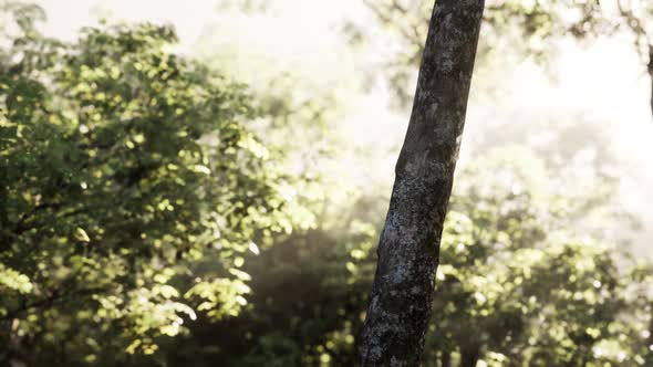 Sunbeams Pour Through Trees in Misty Forest alt