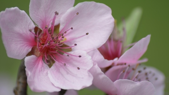 Pink Cherry Blossom in Spring Wind Beat 01