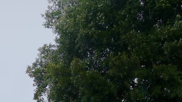 Big Tree Shaking In The Wind alt