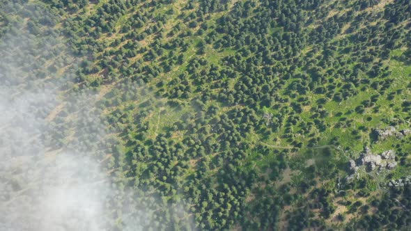 Aerial view of forest environment  alt