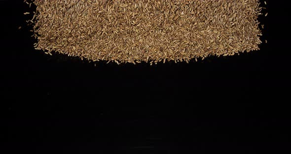 Seeds of Fennel, foeniculum vulgare Falling against black Background, slow motion 4K alt