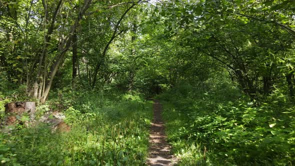 Forest with Trees on a Summer Day Slow Motion alt
