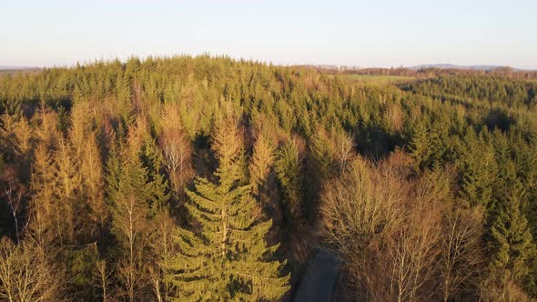 Numerous pine, larch and fir trees in Germany during a colourful sunset. Aerial view following the r alt